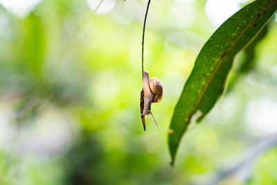 Close-up of insect on plant