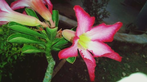 Close-up of pink flowers