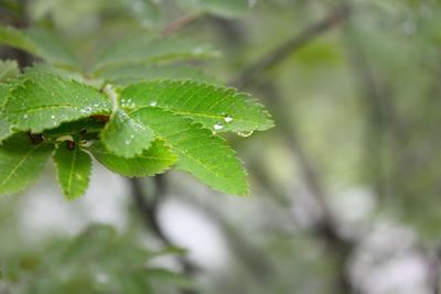 Close-up of wet plant leaves