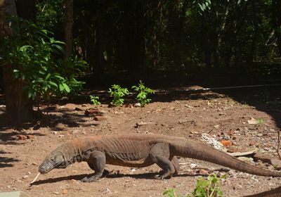 View of lizard on field in forest