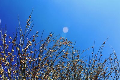Low angle view of moon against sky