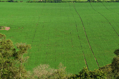 High angle view of corn field