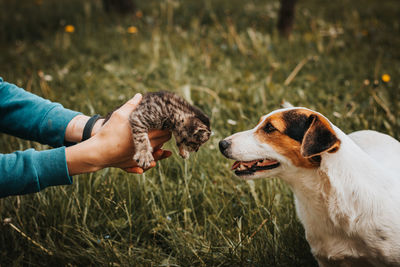 Little striped kitten kisses his protective female dog, who defends him and follows him 