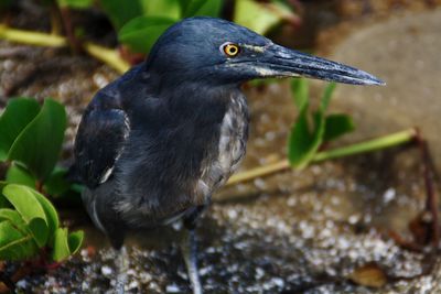 Close-up of bird perching on plant