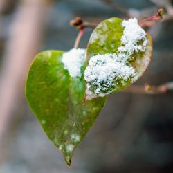 Close-up of frozen leaf during winter