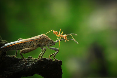 Close-up of insect