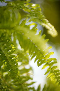 Close-up of fresh green leaves