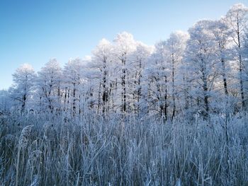 Snow covered trees on field against sky