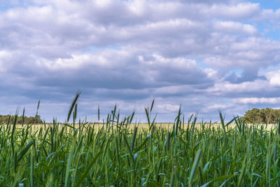 Scenic view of field against cloudy sky