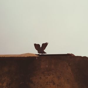 Bird on rock against sky