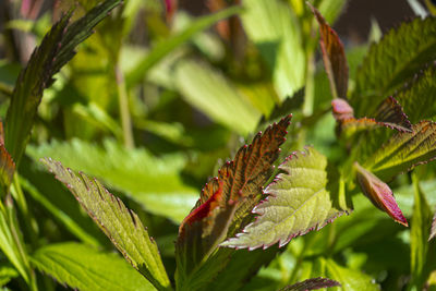 Close-up of insect on leaf