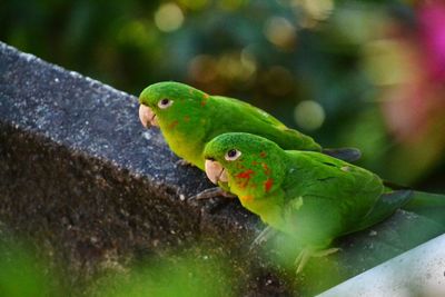 Close-up of green parrot perching on leaf