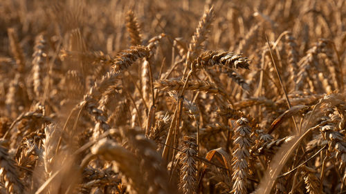 Close-up of stalks in field