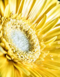 Close-up of yellow flower