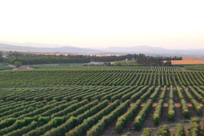 High angle view of vineyard against clear sky