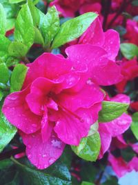 Close-up of wet pink flower