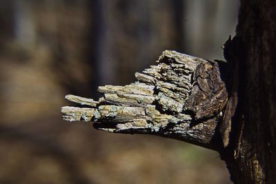 Close-up of tree