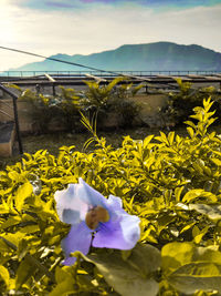 Close-up of yellow flowering plants on field against sky