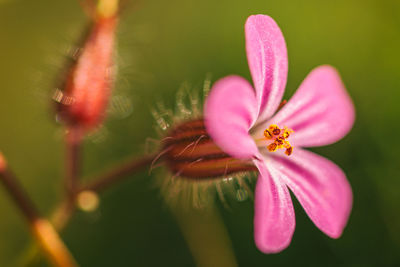 Close-up of pink flowering plant