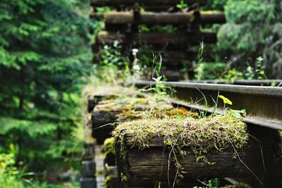 Close-up of plant growing on moss