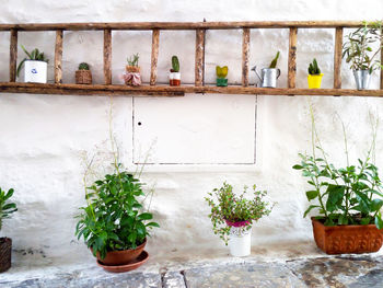 Potted plants by wall in back yard