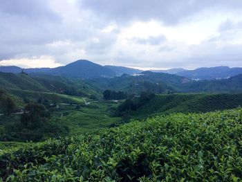 Scenic view of agricultural field against sky