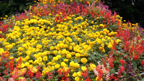 High angle view of colorful flowers