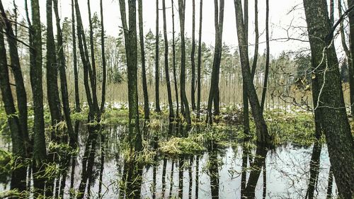 Full frame shot of trees in forest