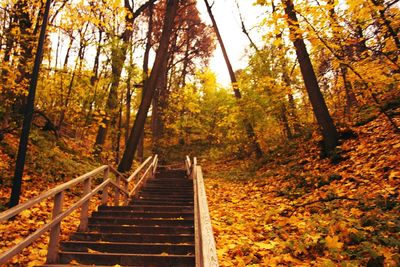 Low angle view of staircase in forest during autumn