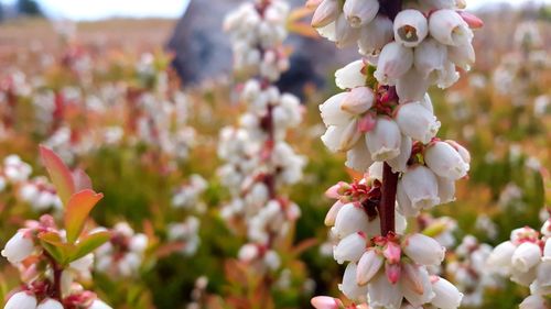 Pink cherry blossoms in spring