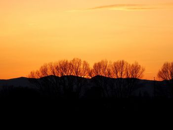 Silhouette of trees at sunset