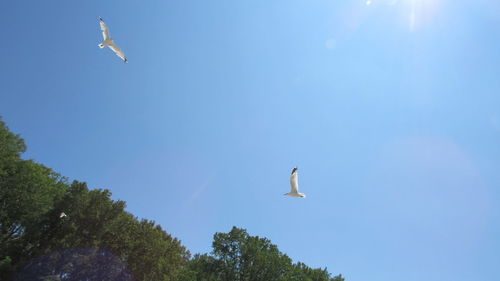 Low angle view of seagulls flying in sky