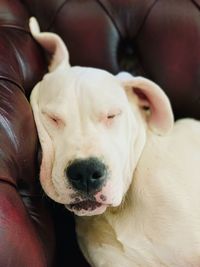 Close-up of dog relaxing on bed
