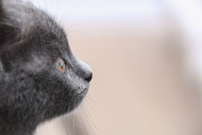 Close-up of a cat looking away