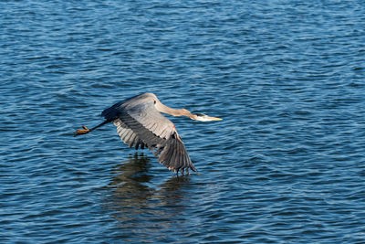 Bird flying over the sea