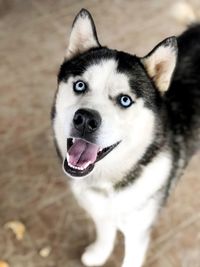 Close-up portrait of dog