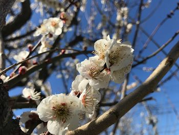 Close-up of white flowers on branch