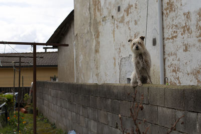 Portrait of cat sitting on wall of building