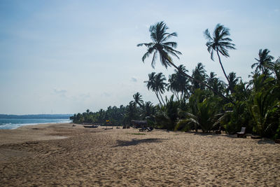 Scenic view of palm trees on beach against sky