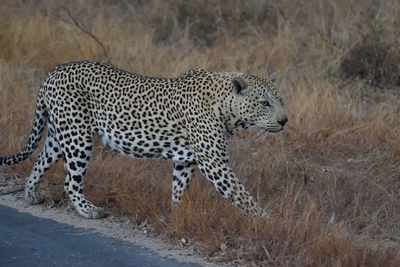 Full length of a cat walking