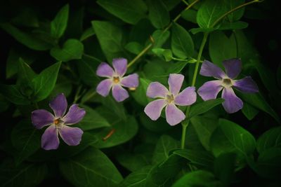 Close-up of purple flowers