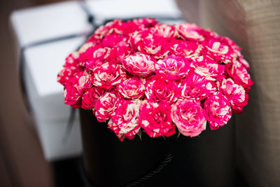 Close-up of pink rose