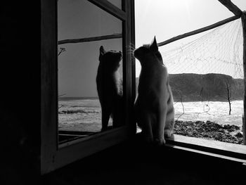 Cat sitting on window sill