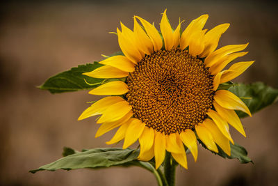 Close-up of wilted sunflower on plant