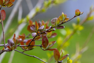 plant