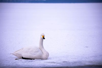 View of a bird in snow