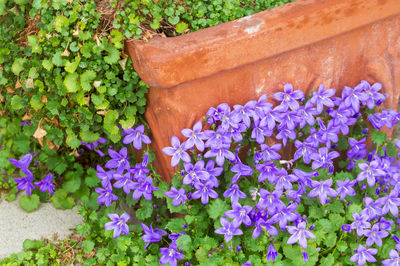 Close-up of purple flowers