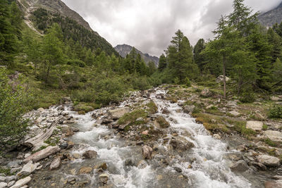 Scenic view of river flowing amidst trees against sky