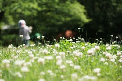 White flowers blooming on field