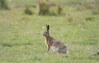 Close up of  hare  sitting in the field.